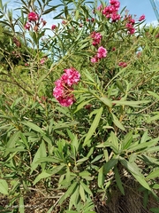 Nerium oleander