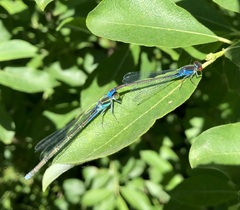 Erythromma viridulum