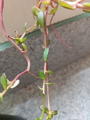 Portulaca
