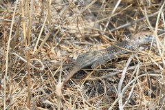 Sceloporus merriami