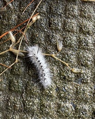 Lophocampa caryae
