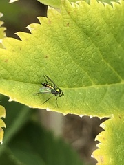 Condylostylus caudatus