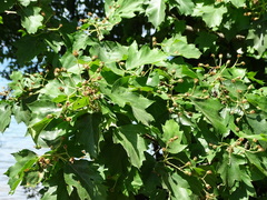 Torminalis glaberrima