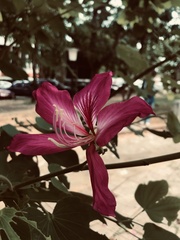 Bauhinia