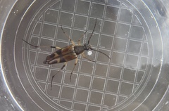 Etorofus obliteratus