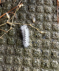 Lophocampa caryae
