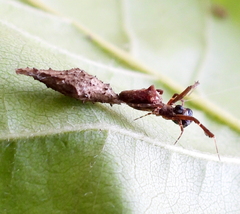 Uloborus