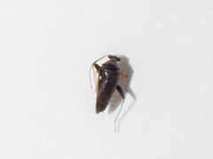 Halticini