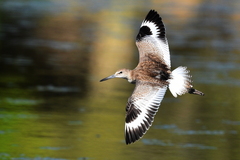 Willet photo 1