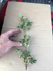 Rosa woodsii gratissima