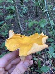 Cantharellus lateritius