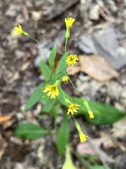 Hieracium paniculatum