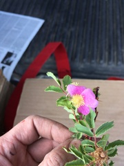 Rosa woodsii gratissima