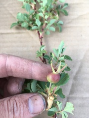 Rosa woodsii gratissima