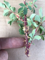 Rosa woodsii gratissima