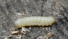 Urocerus gigas