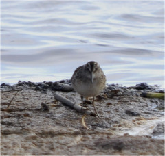 Calidris falcinellus
