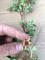 Rosa woodsii gratissima