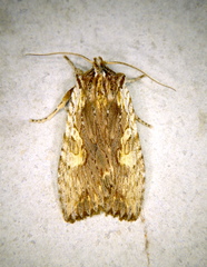 Lithophane hemina