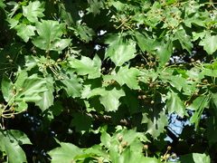 Torminalis glaberrima