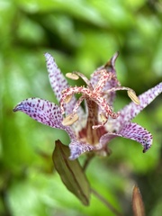 Tricyrtis formosana
