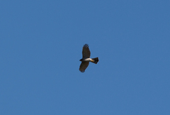 Accipiter