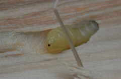 Urocerus gigas