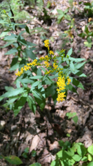 Solidago ulmifolia