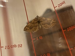 Pelurga comitata