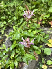 Tricyrtis formosana