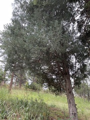 Juniperus scopulorum