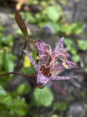 Tricyrtis formosana