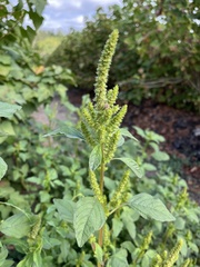 Amaranthus retroflexus