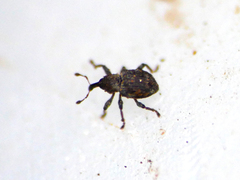 Tanysphyrus lemnae