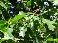 Torminalis glaberrima