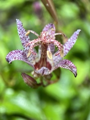Tricyrtis formosana