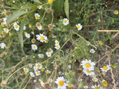 Anthemis cotula