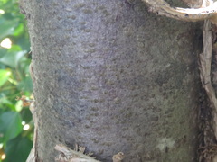 Torminalis glaberrima