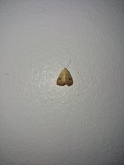 Rivula sericealis