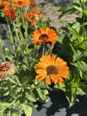 Calendula officinalis
