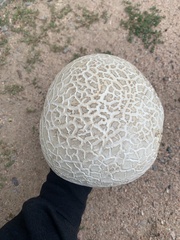 Calvatia booniana