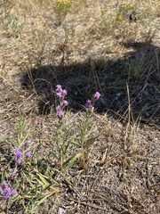 Liatris punctata