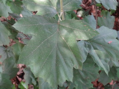 Torminalis glaberrima