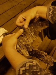 Caprimulgus europaeus