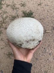 Calvatia booniana