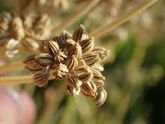 Angelica kingii
