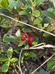 Arctostaphylos uva-ursi
