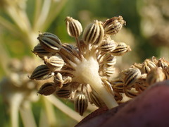 Angelica kingii