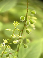 Circaea erubescens