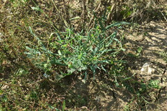 Falcaria vulgaris